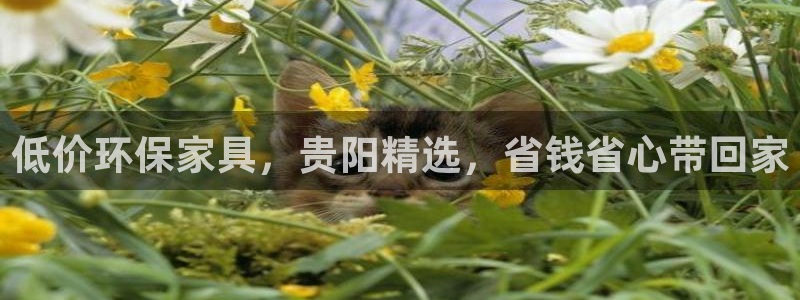 杏耀网址官网：低价环保家具，贵阳精选，省钱省心带回家